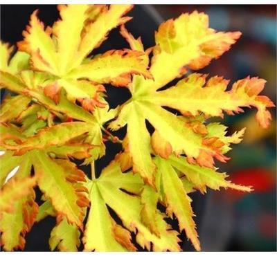 Anne Irene Japanese Maple