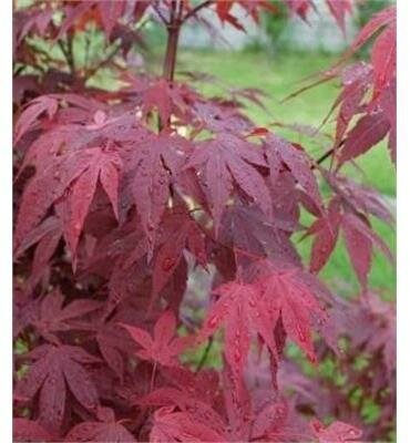 Emperor One Japanese Maple