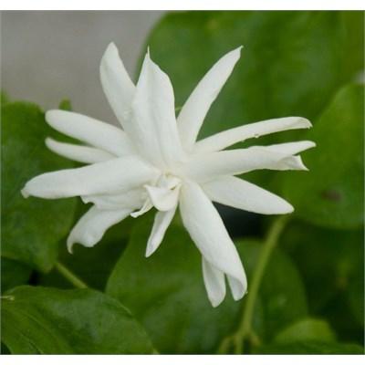 Fragrant Tropical Jasmine