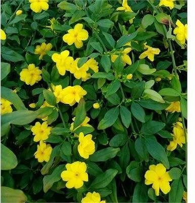 Primrose Japanese Jasmine