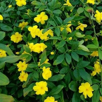 Primrose Japanese Jasmine