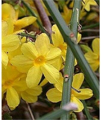 Winter Jasmine