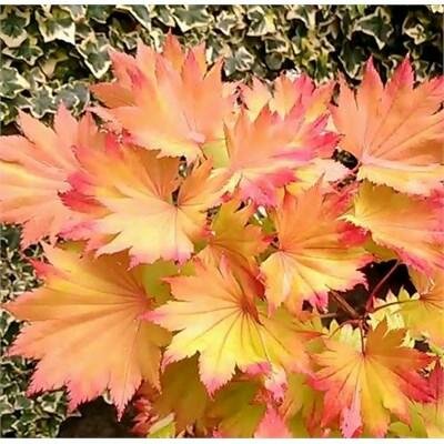 Autumn Moon Full Moon Maple