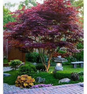 Bloodgood Japanese Maple