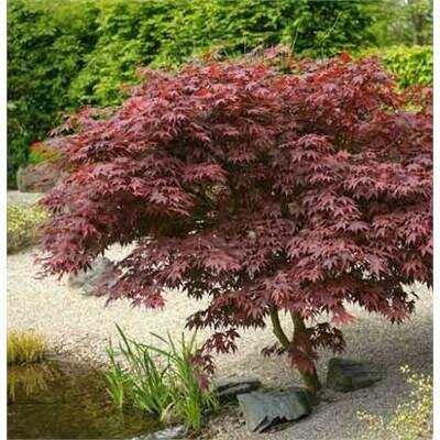 Bloodgood Japanese Maple