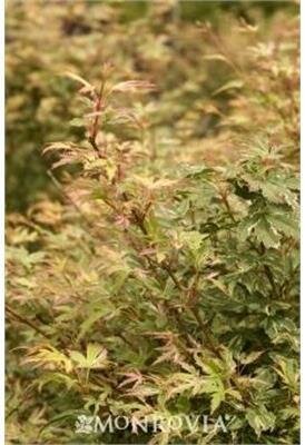 Butterfly Japanese Maple