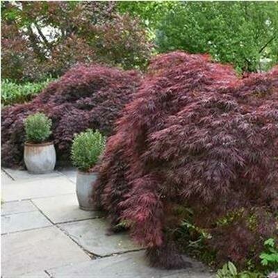 Crimson Queen Weeping Japanese Maple - image 2