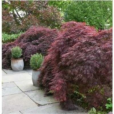Crimson Queen Weeping Japanese Maple