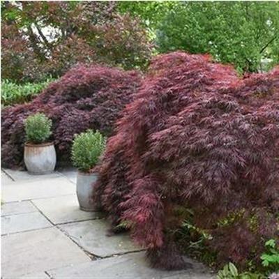 Crimson Queen Weeping Japanese Maple