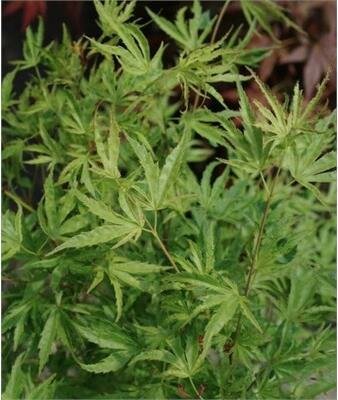 Dr. Seuss Japanese Maple