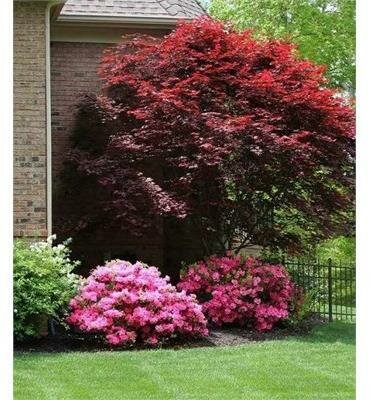 Emperor One Japanese Maple