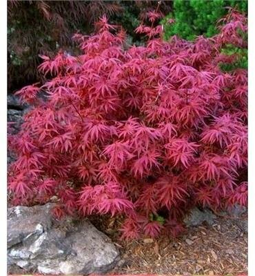 Fireball Japanese Maple