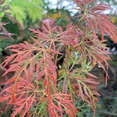 Firecracker Weeping Japanese Maple
