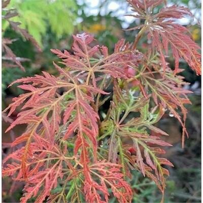 Firecracker Weeping Japanese Maple