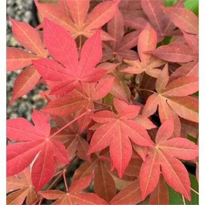 Gable Glory Chameleon Japanese Maple