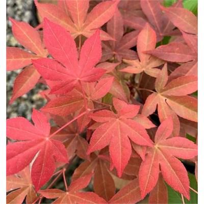 Gable Glory Chameleon Japanese Maple