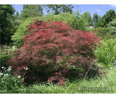 Garnet Japanese Maple