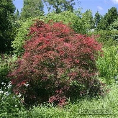 Garnet Japanese Maple