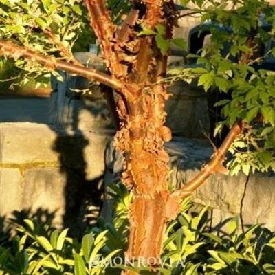 Paperbark Maple - image 4