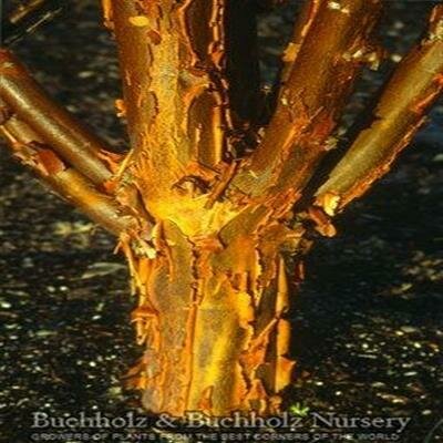 Paperbark Maple - image 5