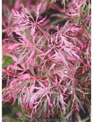 Hana Matoi Japanese Maple