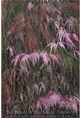 Hana Matoi Japanese Maple