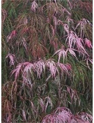 Hana Matoi Japanese Maple