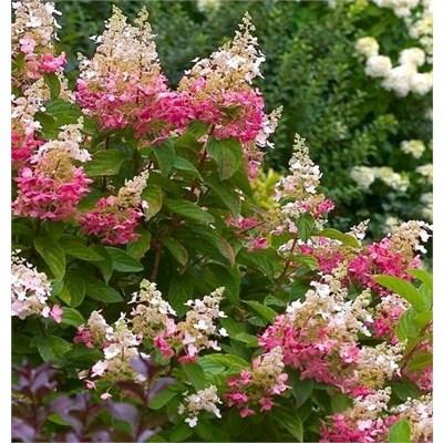 Pink Diamond Hydrangea