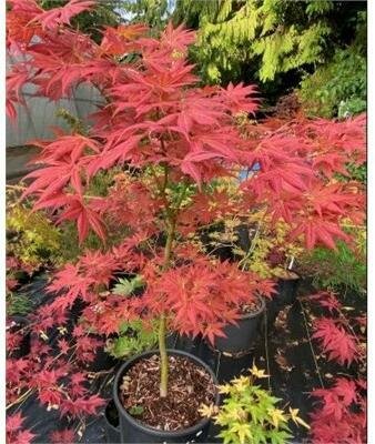 Iijima Sunago Japanese Maple