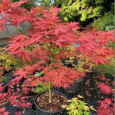 Iijima Sunago Japanese Maple - image 2