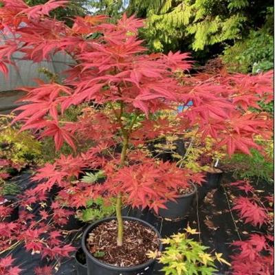 Iijima Sunago Japanese Maple - image 2