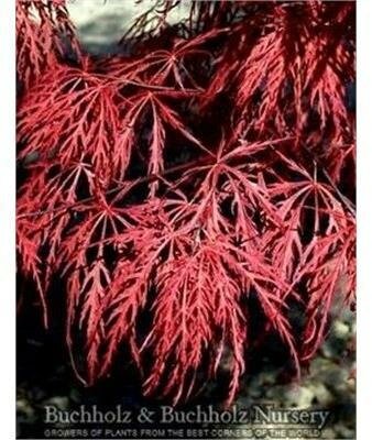 Inaba Shidare Japanese Maple