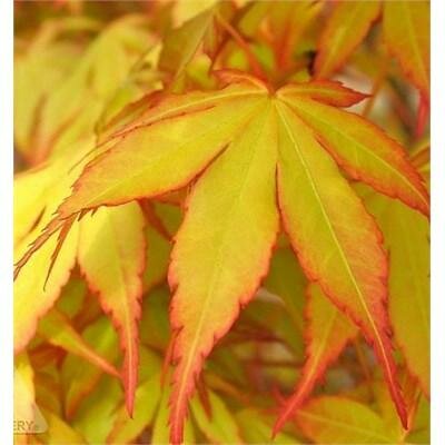 Katsura Japanese Maple