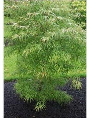 Koto No Ito Japanese Maple - image 2