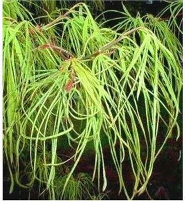 Koto No Ito Japanese Maple - image 1