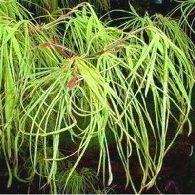 Koto No Ito Japanese Maple - image 2