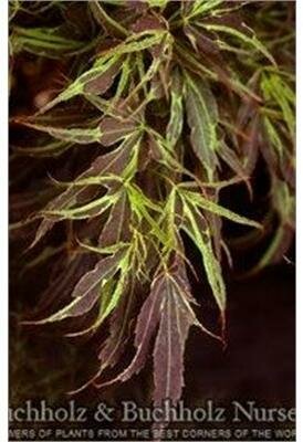 Manyo No Sato Japanese Maple