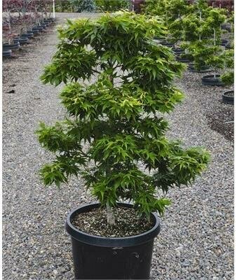 Mikawa Yatsubusa Japanese Maple