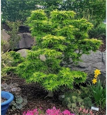 Mikawa Yatsubusa Japanese Maple Tree form