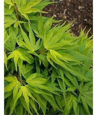 Mikawa Yatsubusa Japanese Maple Tree