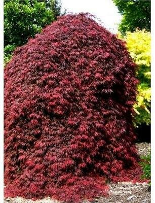 Orangeola Japanese Maple