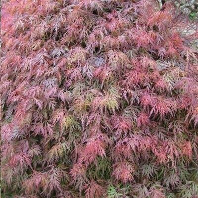 Orangeola Japanese Maple - image 3