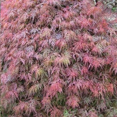 Orangeola Japanese Maple - image 3
