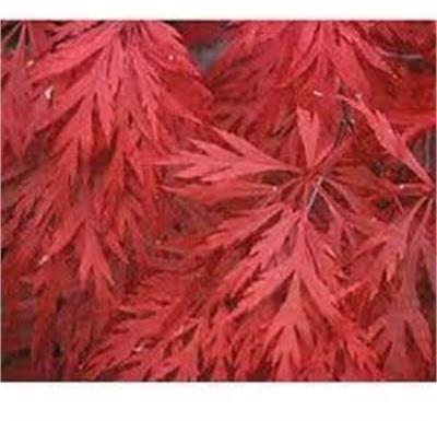 Orangeola Japanese Maple