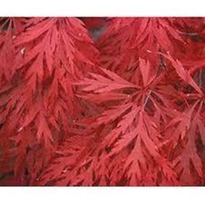 Orangeola Japanese Maple - image 5