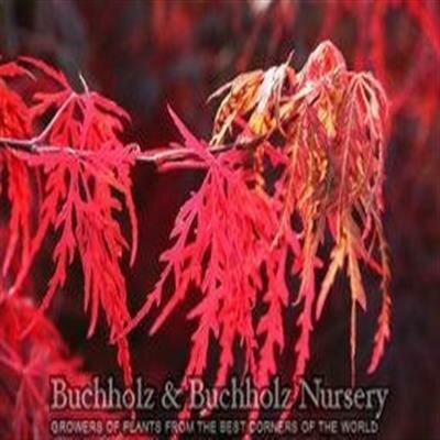 Orangeola Japanese Maple - image 7