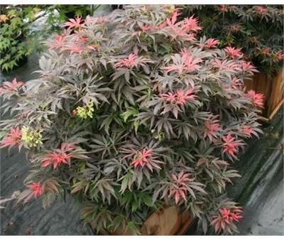 Orion Japanese Maple