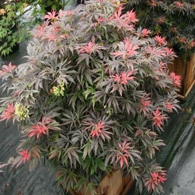 Orion Japanese Maple