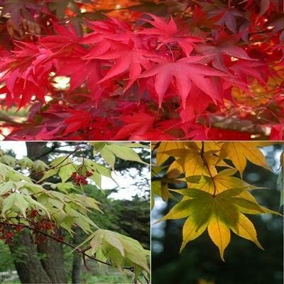 Osakazuki Japanese Maple