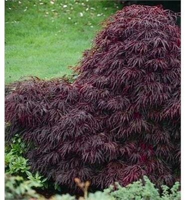 Red Dragon Japanese Maple